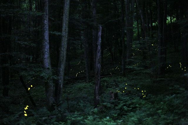 the fireflies are glowing in the dark forest