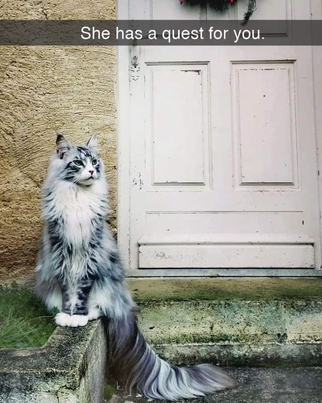 a cat sitting on the steps in front of a door