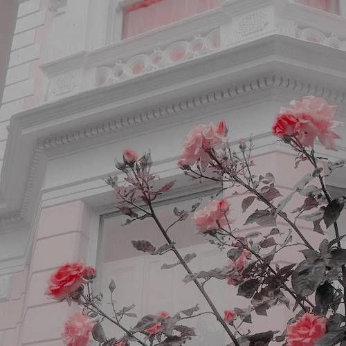 some pink flowers are in front of a white building