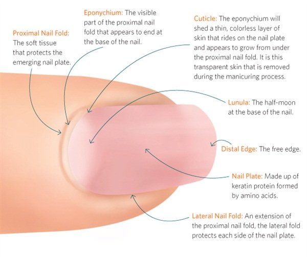 Nail Tech School, Nail Courses, Nail Techniques, Diy Acrylic Nails, Cuticle Care, Nail Care Tips, Nail Growth, Nail Cuticle, Nails Polish