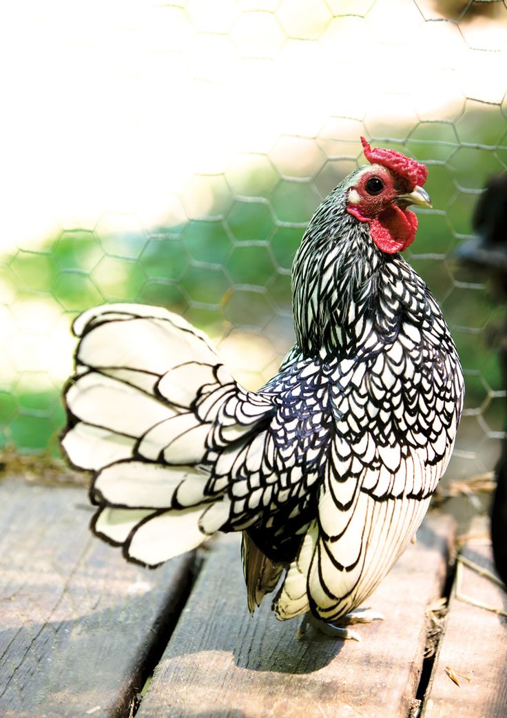 a black and white chicken standing on top of a wooden floor next to a fence