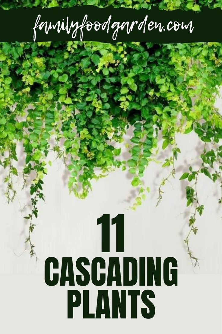 the words 11 cascading plants are in front of a white wall with green leaves