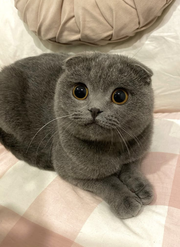 a gray cat sitting on top of a bed next to a pink and white checkered pillow