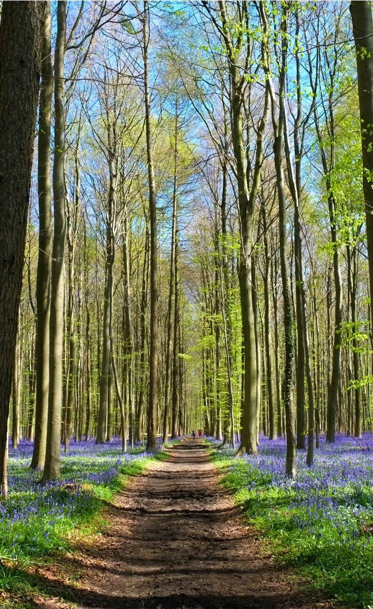 a dirt road surrounded by bluebells in the woods