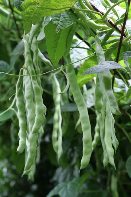 some green beans hanging from a tree