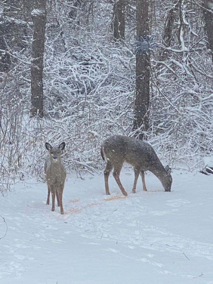 two deer standing in the snow near some trees