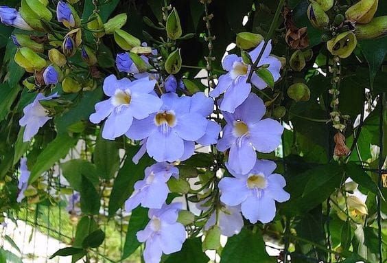 blue flowers are growing on the tree outside