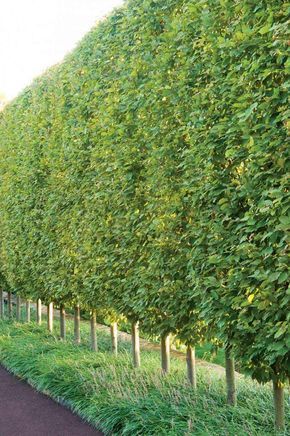 a long row of trees lined up along the side of a road next to a lush green field