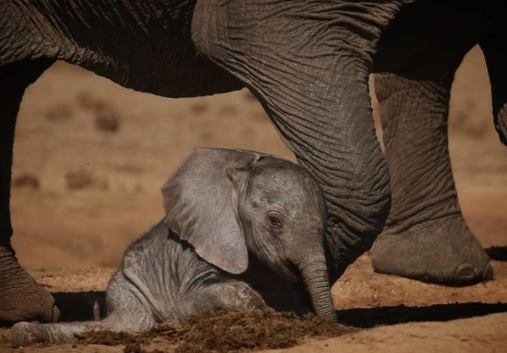 a baby elephant laying in the dirt next to an adult elephant