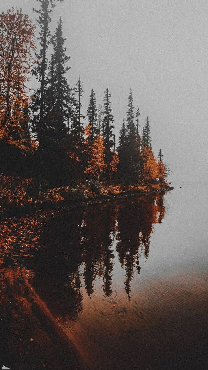 a lake surrounded by trees in the fog