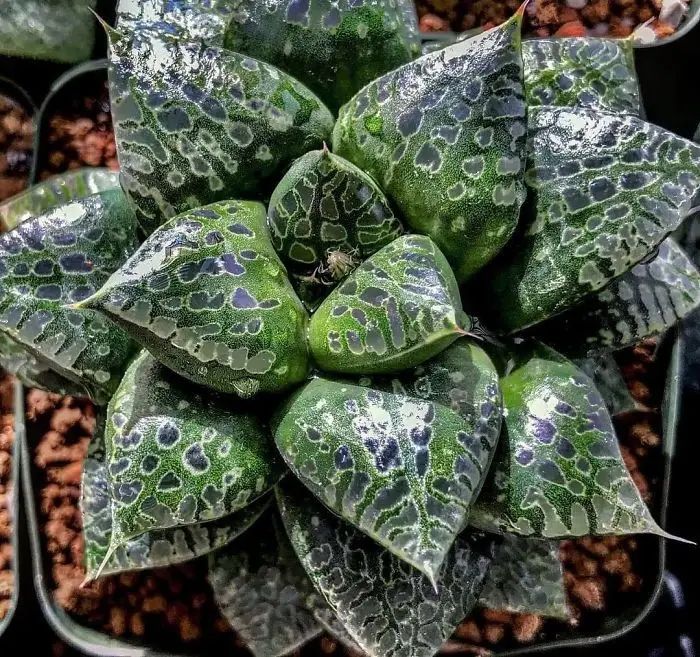 a close up of a plant in a pot with dirt on the ground next to it