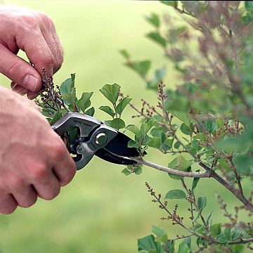 a man is cutting branches with scissors