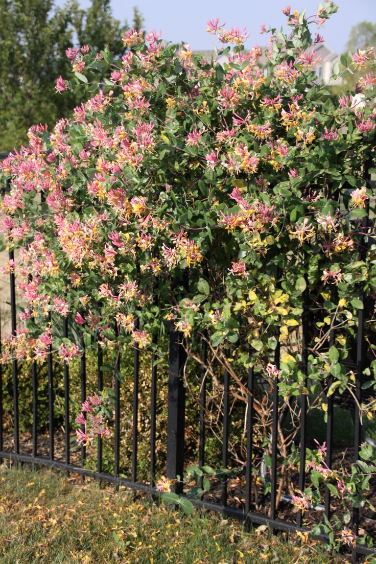 pink flowers growing on the side of a black fence in front of some trees and bushes