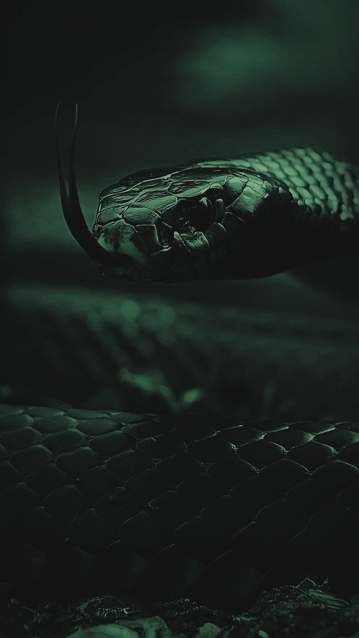 a close up of a snake's head in the dark