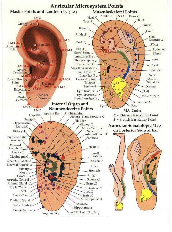 Ear Acupressure Points, Auricular Acupuncture, Ear Acupressure, Ear Reflexology, Nurse Notes, Ear Acupuncture, Ear Seeds, Shiatsu Massage Acupressure, Acupressure Therapy