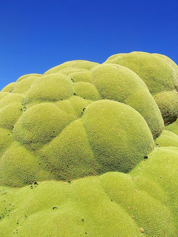 some very pretty green plants in the desert