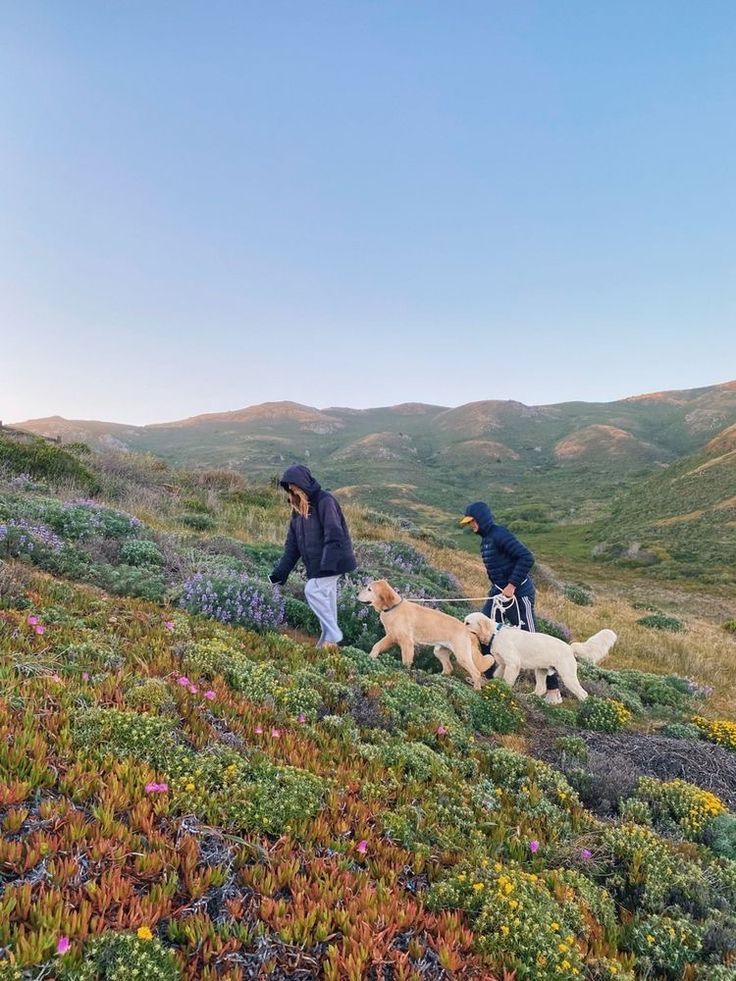 two people walking their dogs up a hill with wildflowers in the foreground