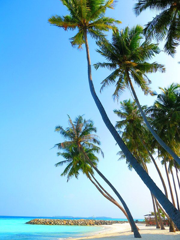 palm trees on the beach with clear blue water