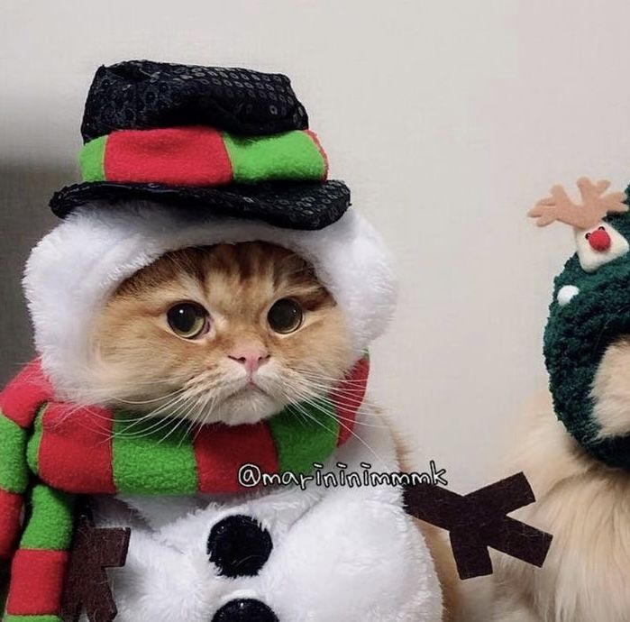 two cats dressed up as snowmen, one wearing a hat and the other in a scarf