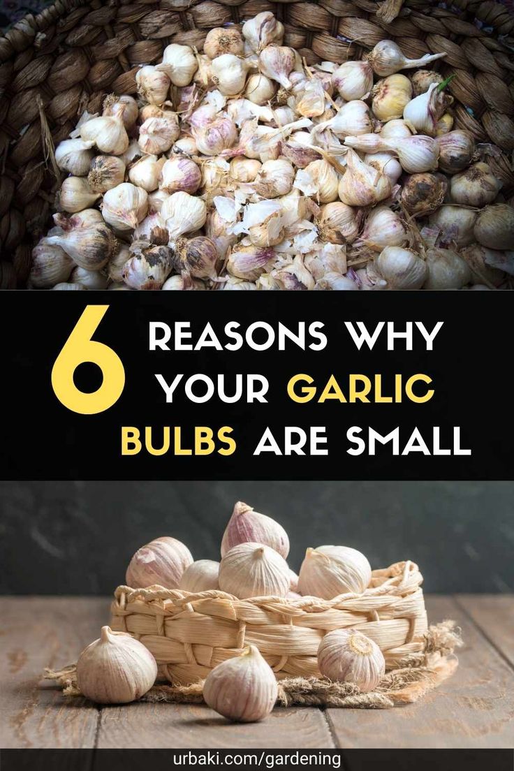 When To Plant Garlic Bulbs, How To Dry Garlic Bulbs, Growing Garlic In Containers, Drying Garlic, Easiest Vegetables To Grow, Garlic Garden, Garlic Bulbs, Indoor Vegetables, Vegetables To Grow