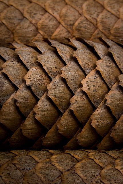 a close up view of a brown snake skin