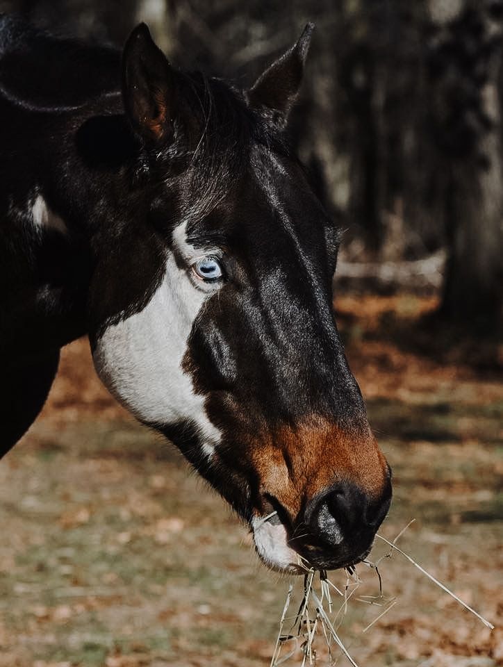 Paint horse aesthetic Cool Horse Coats, Horse Face Markings, Rare Horse Colors, Unique Horses, Face Markings, Unusual Horse, Horse Markings, Rare Horses, Cute Horse Pictures