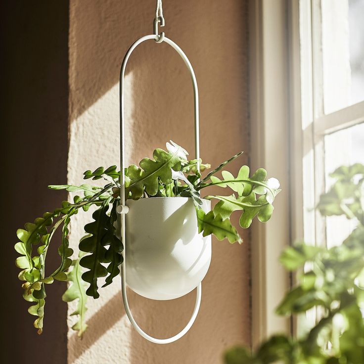 a potted plant hanging from a wire next to a window