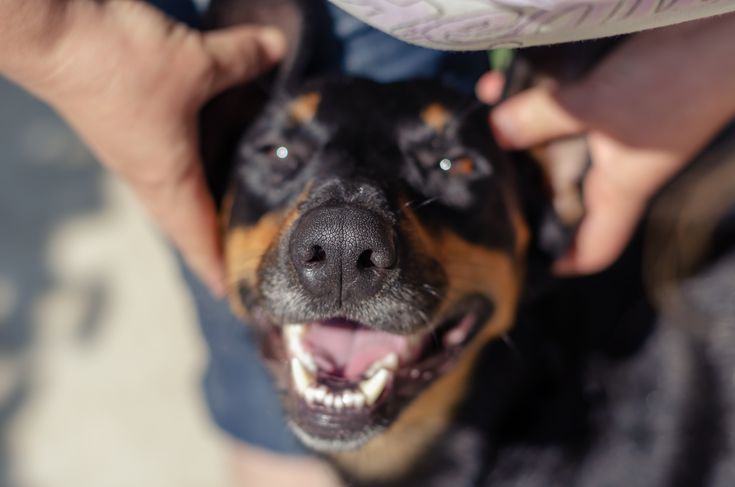 a dog being petted by its owner