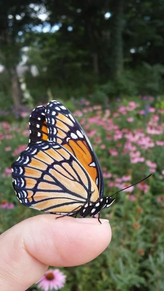 a butterfly that is sitting on someone's finger in front of some pink flowers