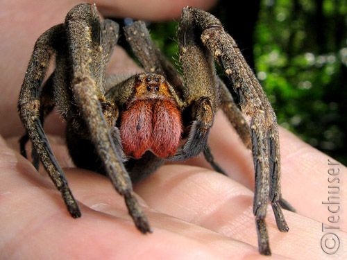 a close up of a person holding a spider