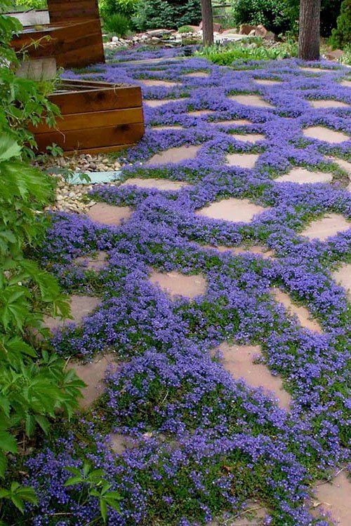 blue flowers are growing on the stone walkway