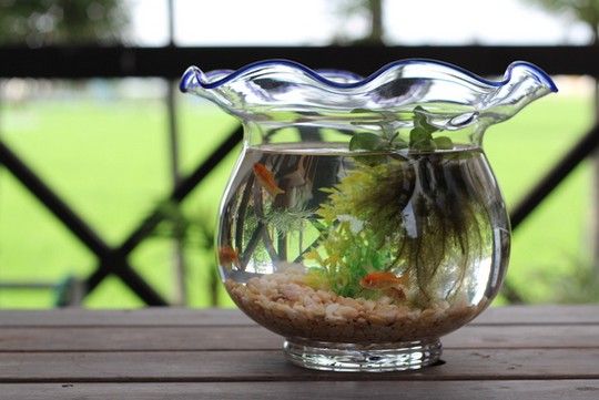 a glass vase filled with water and plants