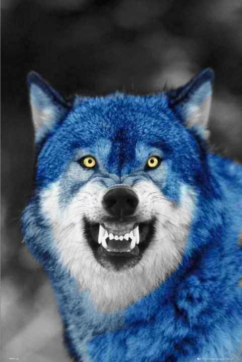 a blue wolf with its mouth open and yellow eyes looking at the camera, in black and white