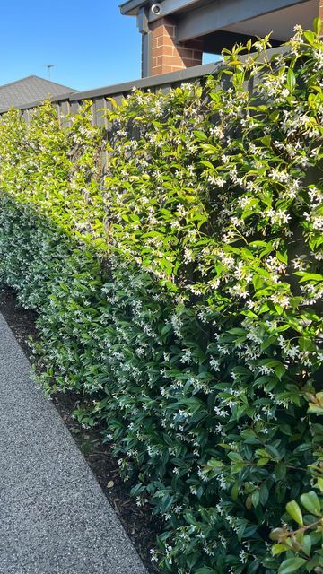 a long row of bushes next to a building