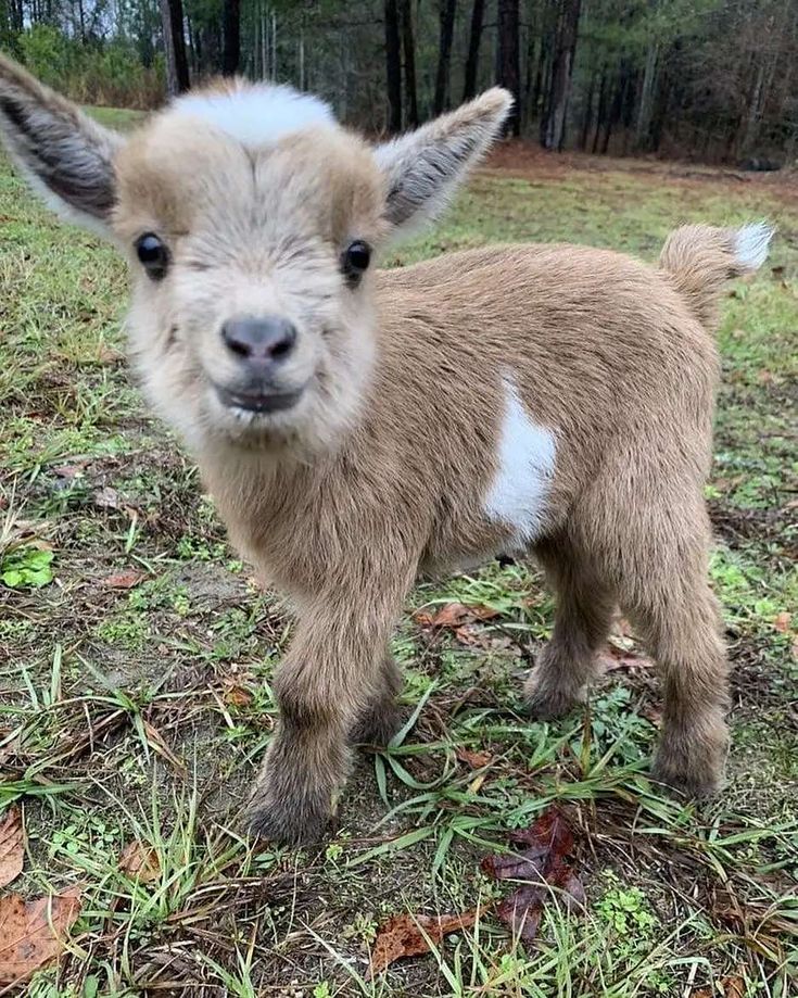 a baby goat standing on top of a grass covered field