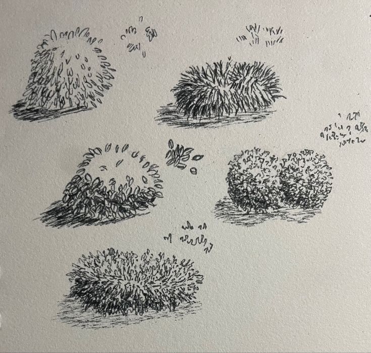 sketches of trees and bushes drawn on paper