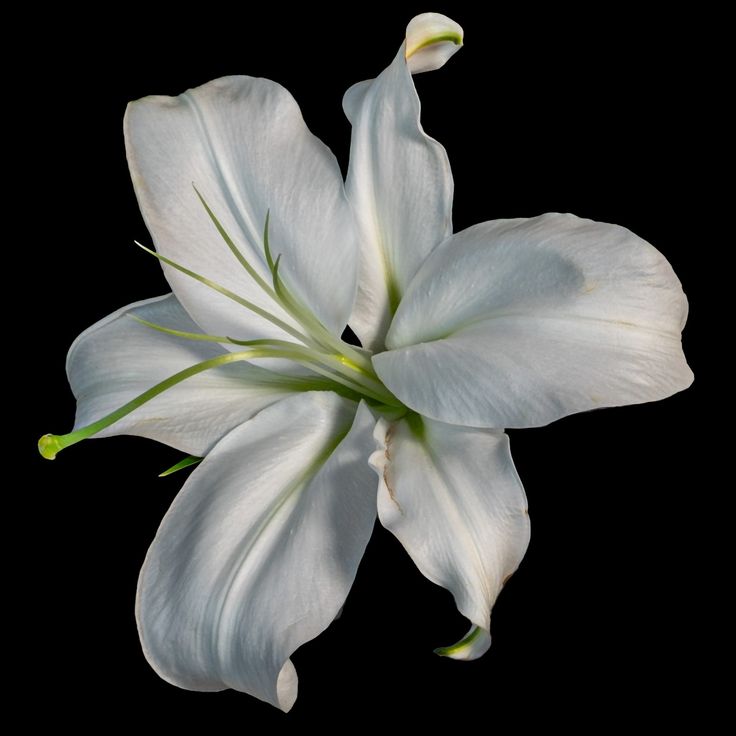 a white flower on a black background