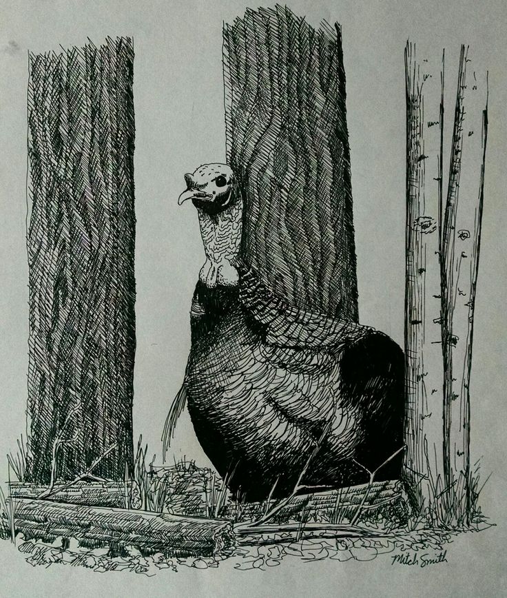 an ink drawing of a turkey standing in front of two tall trees with its head turned to the side