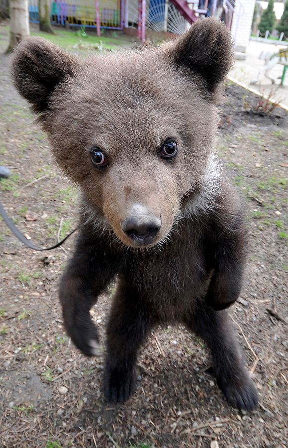 a small brown bear standing on its hind legs