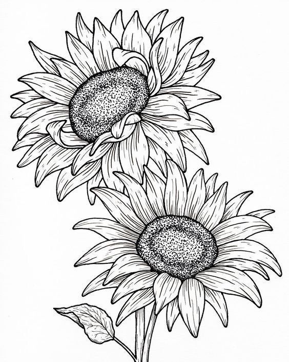 three sunflowers are shown in this black and white drawing, with leaves on the stems