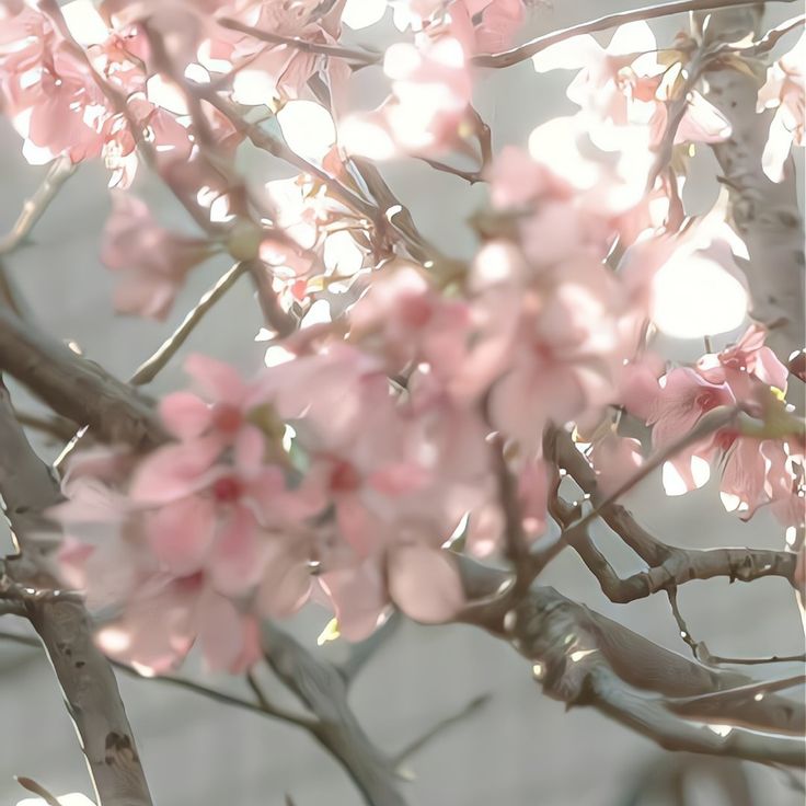 pink flowers blooming on the branches of a tree