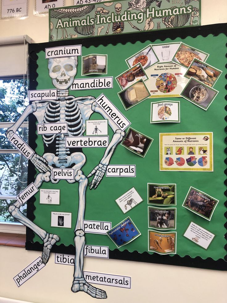 a bulletin board with a skeleton on it