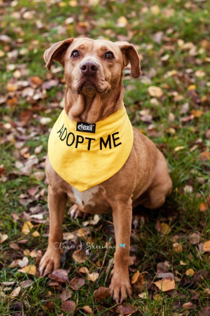 a brown dog wearing a yellow bandana sitting in the grass with leaves around him