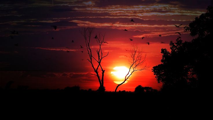 the sun is setting behind some trees and birds are flying in the sky above it