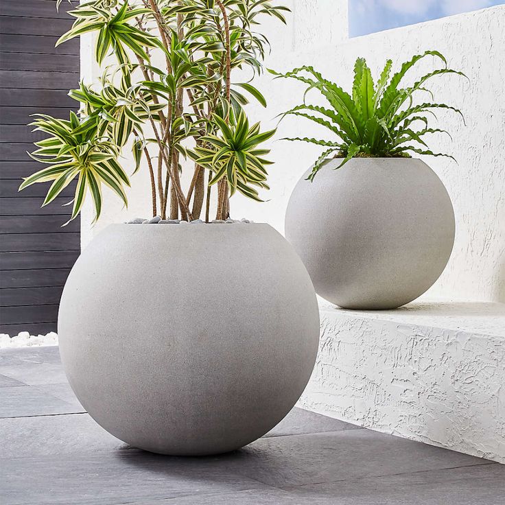 two large white vases with plants in them