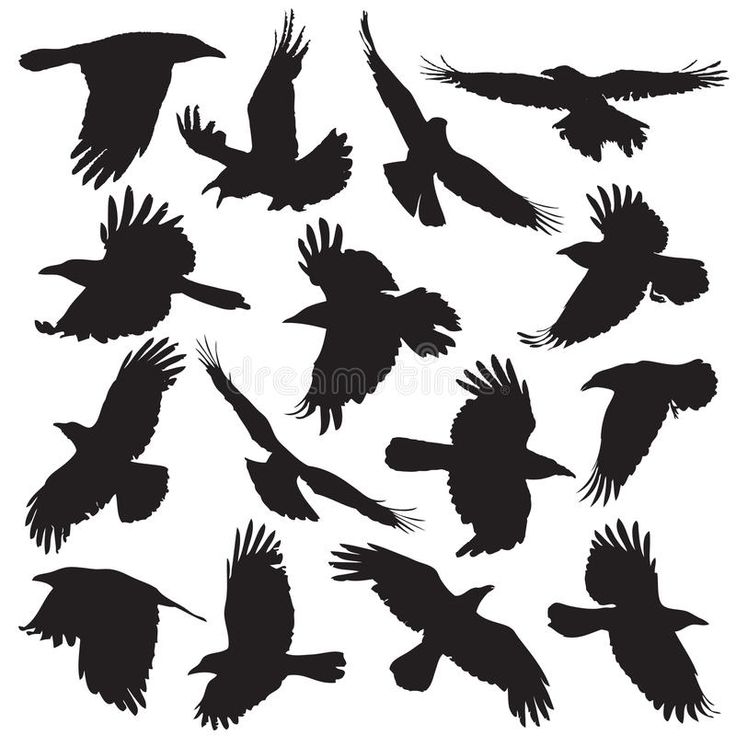 black silhouettes of birds flying in the sky stock photo - image 349784