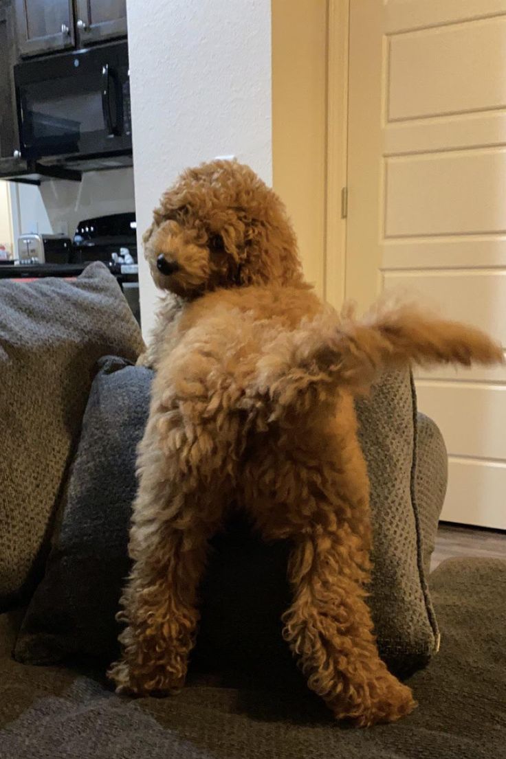 a brown dog standing on top of a couch