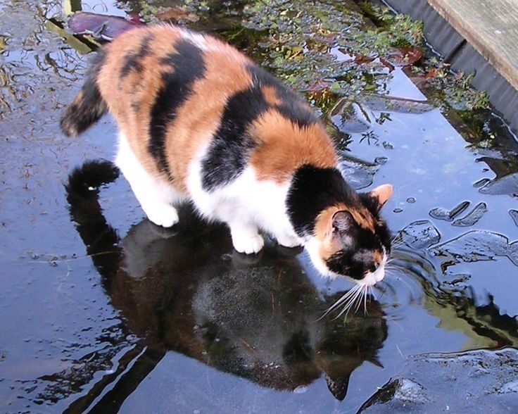 a calico cat standing in the water looking at something on the ground that is reflecting it's image