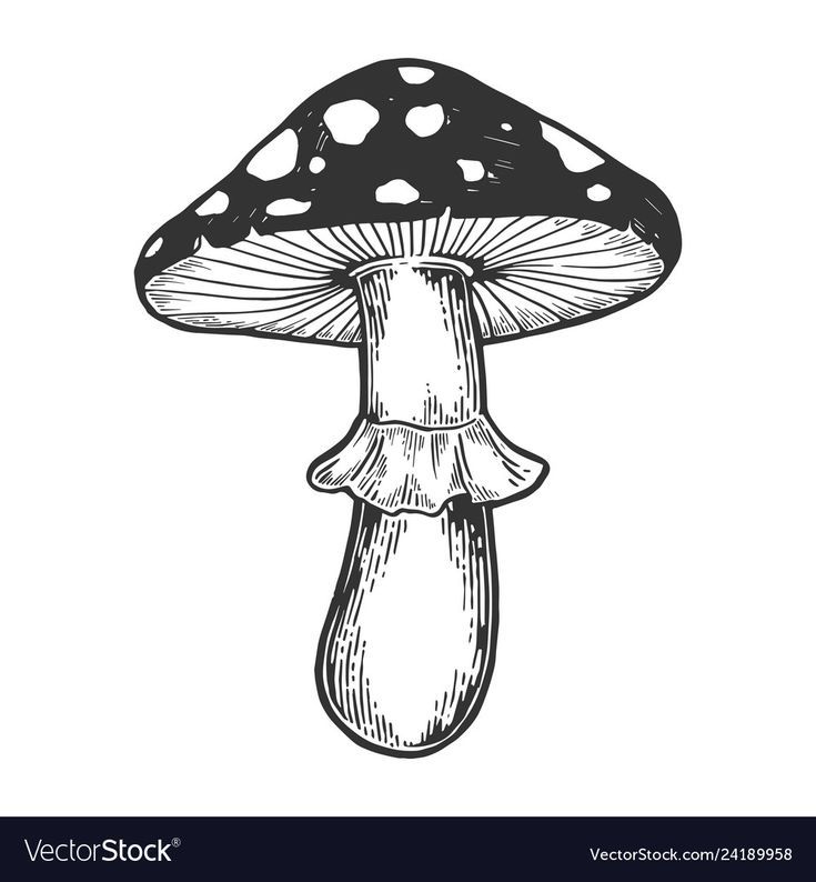 a black and white mushroom with spots on it's cap, hand drawn in ink