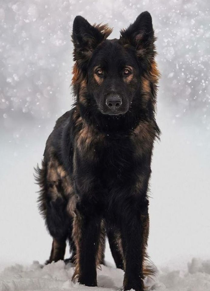 a black and brown dog standing in the snow